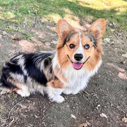 Loki - American Corgi