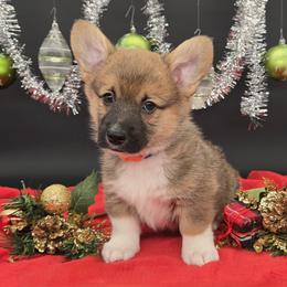 Buzz(1600) - Sable male Pembroke Welsh Corgi puppy in Dickeyville, Wisconsin from J&R Shepherds & Corgis