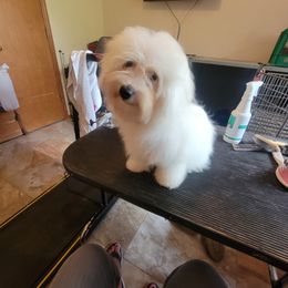 Shamrock - White male Coton de Tulear puppy in Middletown, Ohio from Carousel Cotons