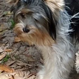 Biewer Terriers and Maltese from Dog Daze