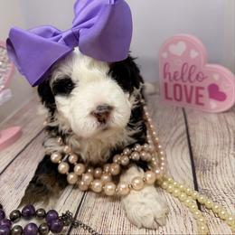 Girl 1 - Tri-color female Bernedoodle puppy in Wytheville, Virginia from Pine Brook Pups