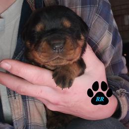 Yellow - Black and mahogany female Rottweiler puppy in Tangent, Oregon from Raya's Royals