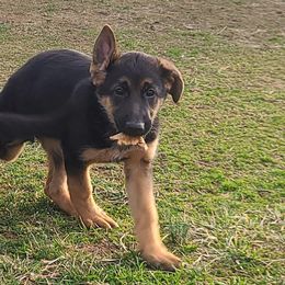 German Shepherds from Little Creek GSD