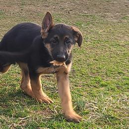 German Shepherds from Little Creek GSD