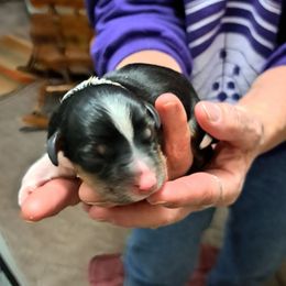 Girl 2 - Black tri female Miniature Australian Shepherd puppy in Elgin, Oregon from LongMile Aussies