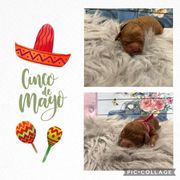 Australian Labradoodle, Cavachon, and Cavapoo Puppies from Bark & Bramble