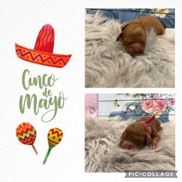 Australian Labradoodle, Cavachon, and Cavapoo Puppies from Bark & Bramble