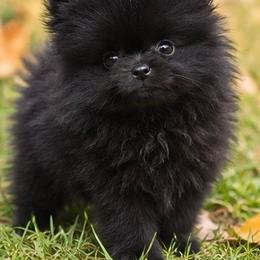 Hocus Pocus - Black female Pomeranian puppy in Buck Valley, Pennsylvania from Buck Valley Pomeranians