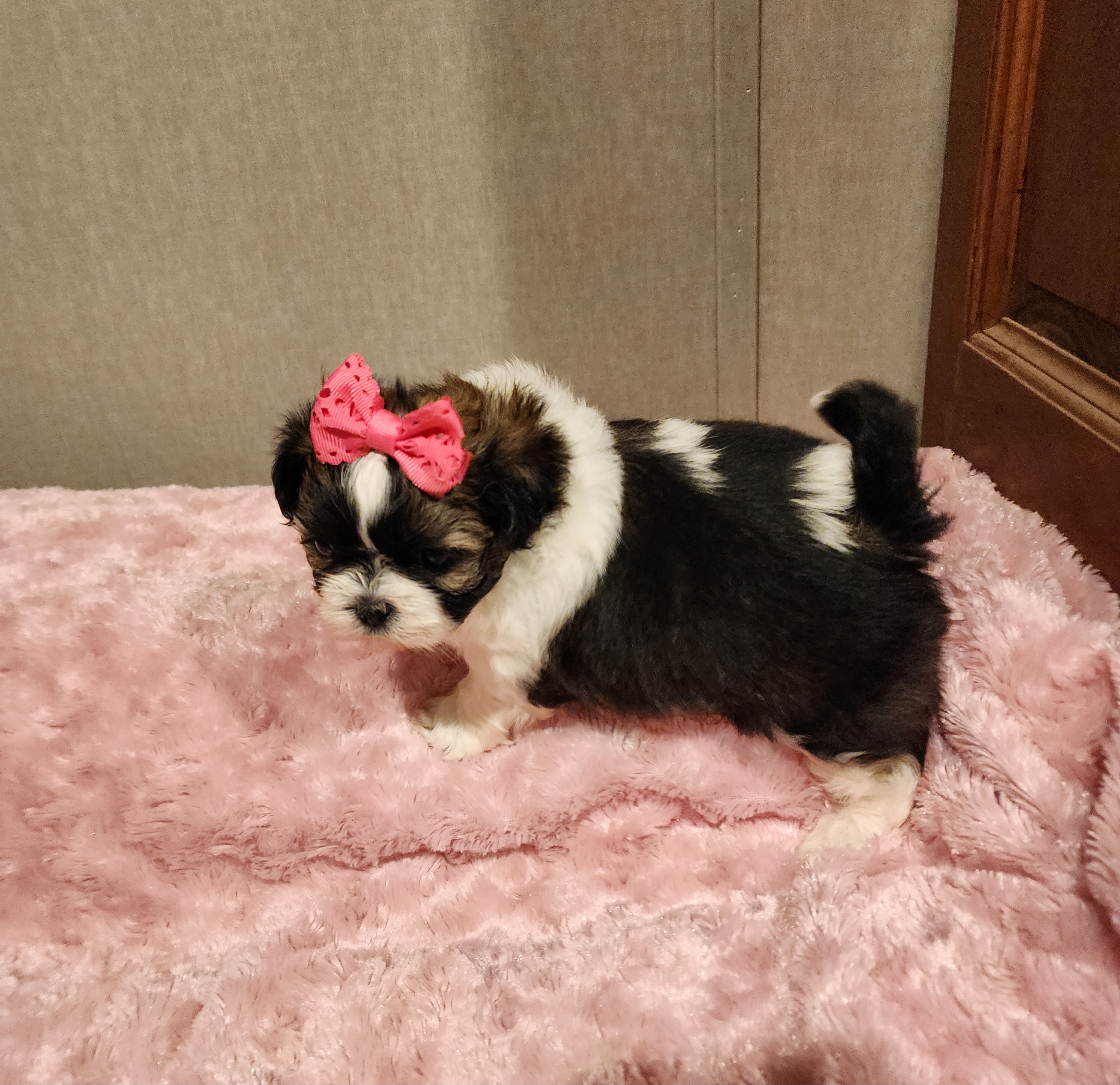 Shih Tzu Puppies from Grandma Ts Precious Puppies