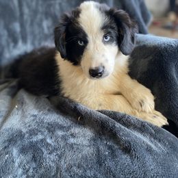 Boy 4 - Black tri Miniature Australian Shepherd puppy in Sonora, California from Quarle Ranch Mini Aussies