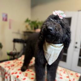 Novalee - Phantom female Bernedoodle puppy in Lookout, California from Remington Kennels, LLC