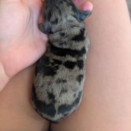 Dapple Boy 1 - Dapple male Dachshund puppy in Ormond Beach, Florida from Manpaw Puppies