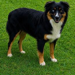 Bruno - Australian Shepherd