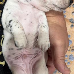 Dachshund Puppies from Witchy Woman’s Wiener’s