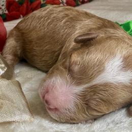 Asher - Apricot female Poodle puppy in Lakeland, Florida from Gulfside Poodles