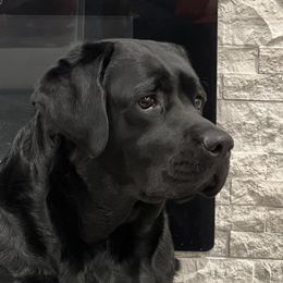 Labrador Retrievers from Labs of Romeo