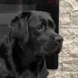 Labrador Retrievers from Labs of Romeo