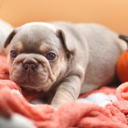 Sabrina - Liver female French Bulldog puppy in Elizabeth, West Virginia from Axles Frenchies