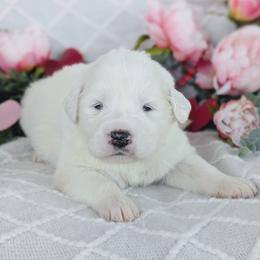 Girl 7 Lavender - White female Great Pyrenees puppy in Yakima, Washington from Naches Heights Ranch
