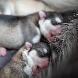 Siberian Husky Puppies from Ivie Huskies