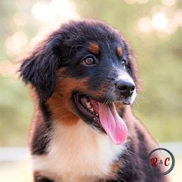 Scar - Black tri male Miniature Australian Shepherd puppy in Buna, Texas from R & C Kennels