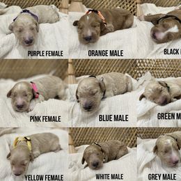 Goldendoodle Puppies from Waco  Goldendoodles