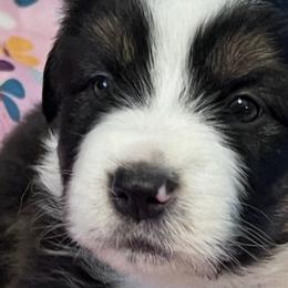 Australian Shepherds from Robyne's Aussies