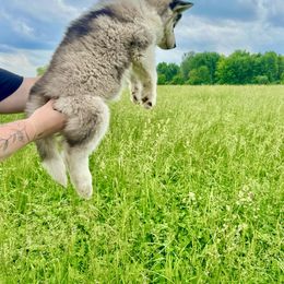 Siberian Husky Puppies from Red Top Huskies