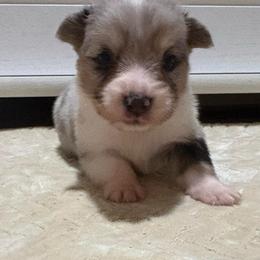 Barret - Blue merle and white male American Corgi puppy in Decatur, Texas from Bar S Corgis