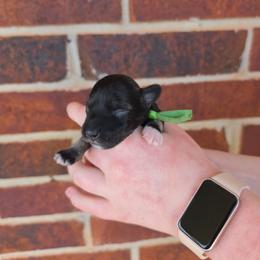 Scout - Salt and pepper male Miniature Schnauzer puppy in Piedmont, Oklahoma from J&K's Miniature Schnauzers