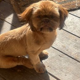 Jade - Shih Tzu