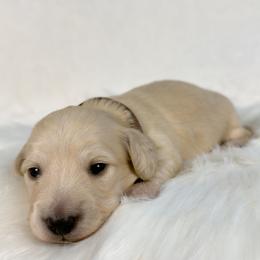Oatmeal Raisin - Cream male Dachshund puppy in Sacramento, California from MiniDoxPups
