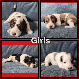 Bernedoodle, Goldendoodle, and Poodle Puppies from Beach Doodles