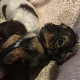 Twyla - Sable female Dachshund puppy in Summit, South Carolina from Doxies4Paws