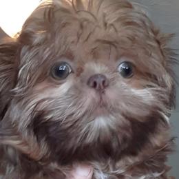 Shih Tzus from The Garrity Family Luxury Pet Boutique
