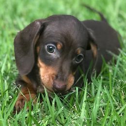 Dachshund Puppies from Jen's Doxie Den