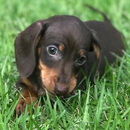 Dachshund Puppies from Jen's Doxie Den