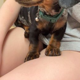 Dachshund Puppies from House of Slinkys