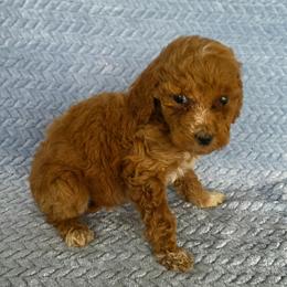 Frieda - Red female Irish Doodle puppy in Bonifay, Florida from Heavenly Poodles