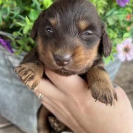 Miranda Lambert - Chocolate and tan female Dachshund puppy in Payette, Idaho from NT Mini Doxies