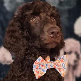 Bailey - Phantom male Poodle puppy in Port Orange, Florida from Daytona’s Standard Poodles