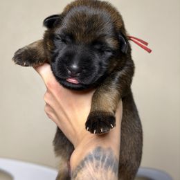 Red Collar - Sable male German Shepherd puppy in Orlando, Florida from AceHaven Canines