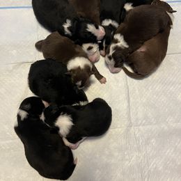 Border Collie Puppies from Pineview Farm
