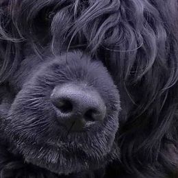 Art - Portuguese Water Dog