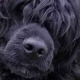 Art - Portuguese Water Dog