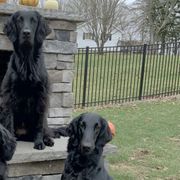 Flat-Coated Retrievers from Indulgent Flat-Coated Retrievers