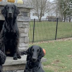 Flat-Coated Retrievers from Indulgent Flat-Coated Retrievers