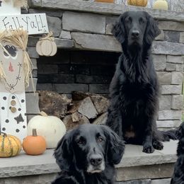 Flat-Coated Retrievers from Indulgent Flat-Coated Retrievers