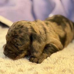 Fudge - Dapple male Dachshund puppy in Hensley, Arkansas from The Dachshund Barn