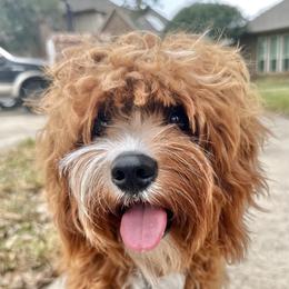 Poppy - Cavapoo